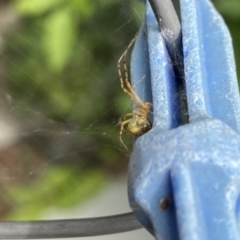 Theridion sp. (genus) at Theodore, ACT - 21 Oct 2023