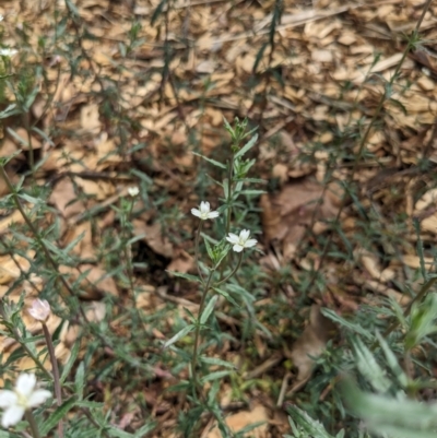 Epilobium billardiereanum subsp. cinereum (Variable Willow-herb) at Ainslie, ACT - 21 Oct 2023 by WalterEgo