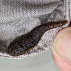 Hirudinea sp. (Class) (Unidentified Leech) at Grassy, TAS - 21 Oct 2023 by HelenCross