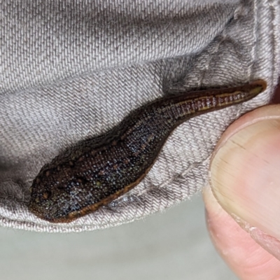 Hirudinea sp. (Class) (Unidentified Leech) at Grassy, TAS - 21 Oct 2023 by HelenCross