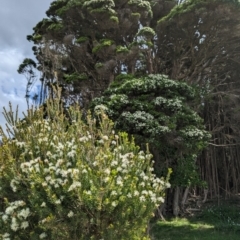 Melaleuca ericifolia (Swamp Paperbark) at Grassy, TAS - 21 Oct 2023 by HelenCross