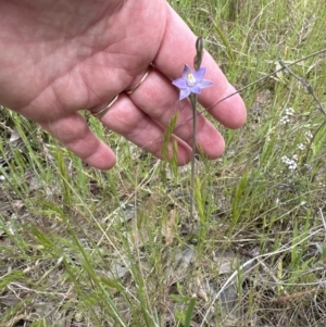 Thelymitra peniculata at Aranda, ACT - 21 Oct 2023