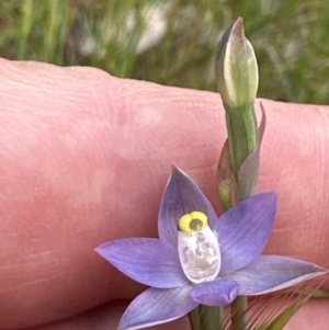 Thelymitra peniculata at Aranda, ACT - 21 Oct 2023