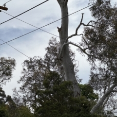 Callocephalon fimbriatum at Aranda, ACT - 21 Oct 2023