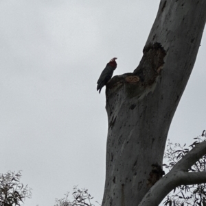 Callocephalon fimbriatum at Aranda, ACT - 21 Oct 2023