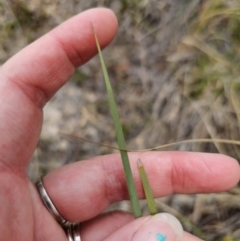 Lomandra multiflora at Captains Flat, NSW - 21 Oct 2023