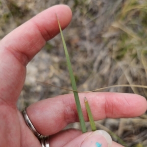 Lomandra multiflora at Captains Flat, NSW - 21 Oct 2023