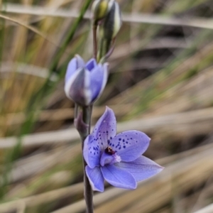 Thelymitra ixioides at QPRC LGA - 21 Oct 2023