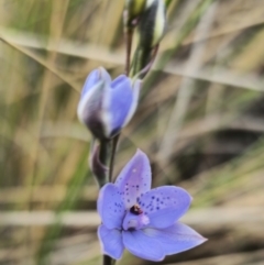 Thelymitra ixioides at QPRC LGA - 21 Oct 2023