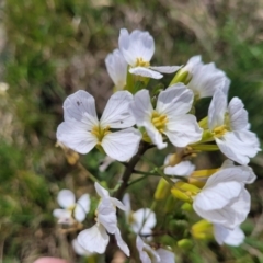 Unidentified Other Wildflower or Herb at Sutton, NSW - 21 Oct 2023 by trevorpreston