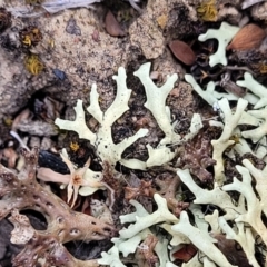 Unidentified Lichen at Mcleods Creek Res (Gundaroo) - 21 Oct 2023 by trevorpreston