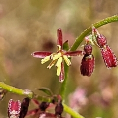 Gonocarpus tetragynus (Common Raspwort) at Gundaroo, NSW - 21 Oct 2023 by trevorpreston