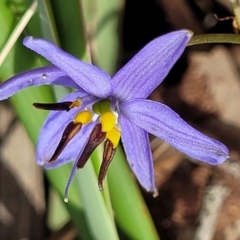 Dianella revoluta (Black-Anther Flax Lily) at Mcleods Creek Res (Gundaroo) - 21 Oct 2023 by trevorpreston
