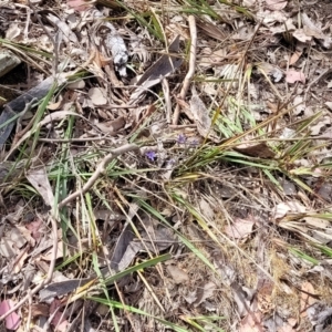 Dianella revoluta at Gundaroo, NSW - 21 Oct 2023