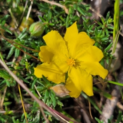 Hibbertia porcata (A Guinea Flower) at Gundaroo, NSW - 21 Oct 2023 by trevorpreston