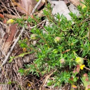 Hibbertia porcata at Gundaroo, NSW - 21 Oct 2023 11:37 AM