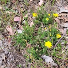 Hibbertia porcata at Gundaroo, NSW - 21 Oct 2023 11:37 AM