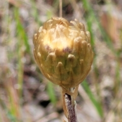 Podolepis jaceoides (Showy Copper-wire Daisy) at Gundaroo, NSW - 21 Oct 2023 by trevorpreston