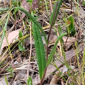 Podolepis jaceoides at Gundaroo, NSW - 21 Oct 2023 11:36 AM