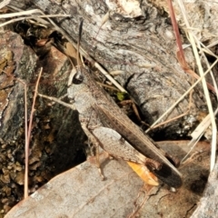 Cryptobothrus chrysophorus (Golden Bandwing) at Gundaroo, NSW - 21 Oct 2023 by trevorpreston