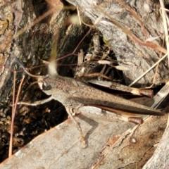 Cryptobothrus chrysophorus at Gundaroo, NSW - 21 Oct 2023