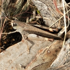 Cryptobothrus chrysophorus at Gundaroo, NSW - 21 Oct 2023