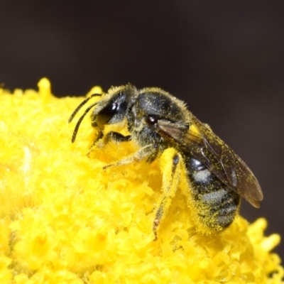 Lasioglossum (Chilalictus) sp. (genus & subgenus) (Halictid bee) at Canberra Central, ACT - 20 Oct 2023 by DianneClarke