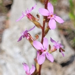 Stylidium graminifolium (Grass Triggerplant) at Mcleods Creek Res (Gundaroo) - 21 Oct 2023 by trevorpreston