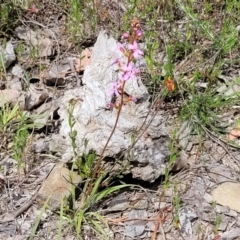 Stylidium graminifolium at Gundaroo, NSW - 21 Oct 2023 11:32 AM