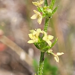 Galium gaudichaudii subsp. gaudichaudii (Rough Bedstraw) at Gundaroo, NSW - 21 Oct 2023 by trevorpreston