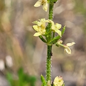 Galium gaudichaudii subsp. gaudichaudii at Gundaroo, NSW - 21 Oct 2023