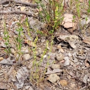 Galium gaudichaudii subsp. gaudichaudii at Gundaroo, NSW - 21 Oct 2023