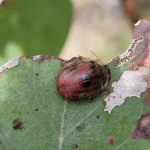 Trachymela sp. (genus) at Gundaroo, NSW - 21 Oct 2023