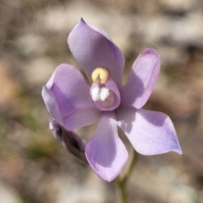 Thelymitra sp. (nuda complex) (Sun Orchid) at Mcleods Creek Res (Gundaroo) - 21 Oct 2023 by trevorpreston