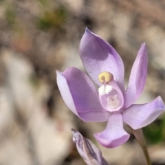 Thelymitra sp. (nuda complex) at Mcleods Creek Res (Gundaroo) - 21 Oct 2023