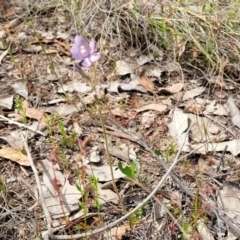 Thelymitra sp. (nuda complex) at Mcleods Creek Res (Gundaroo) - suppressed