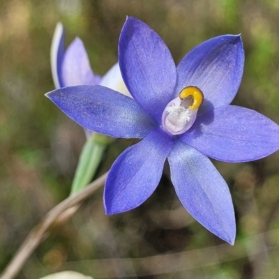 Thelymitra megcalyptra (Swollen Sun Orchid) at Gundaroo, NSW - 21 Oct 2023 by trevorpreston