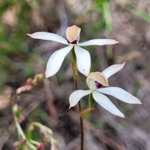 Caladenia cucullata at Gundaroo, NSW - suppressed