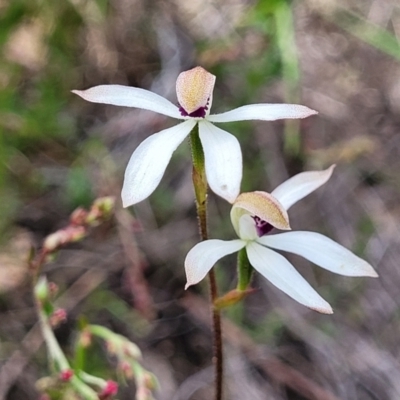 Caladenia cucullata (Lemon Caps) at Mcleods Creek Res (Gundaroo) - 21 Oct 2023 by trevorpreston