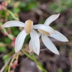 Caladenia cucullata at Gundaroo, NSW - suppressed