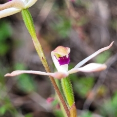 Caladenia cucullata at Gundaroo, NSW - suppressed