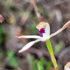 Caladenia cucullata at Gundaroo, NSW - suppressed