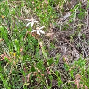 Caladenia cucullata at Gundaroo, NSW - suppressed