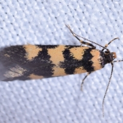 Cirromitra tetratherma (A Concealer moth) at Jerrabomberra, NSW - 20 Oct 2023 by DianneClarke