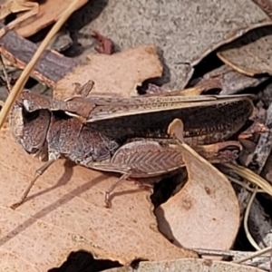 Cryptobothrus chrysophorus at Gundaroo, NSW - 21 Oct 2023