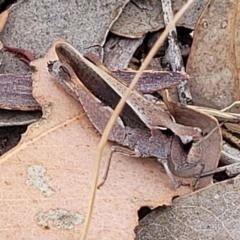 Cryptobothrus chrysophorus at Gundaroo, NSW - 21 Oct 2023