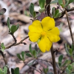 Hibbertia obtusifolia (Grey Guinea-flower) at Gundaroo, NSW - 21 Oct 2023 by trevorpreston