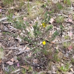 Hibbertia obtusifolia at Gundaroo, NSW - 21 Oct 2023 11:20 AM