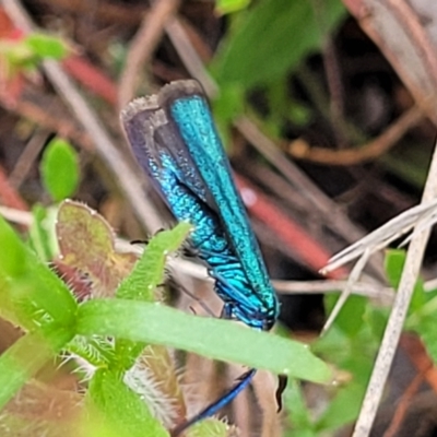 Pollanisus (genus) (A Forester Moth) at Gundaroo, NSW - 21 Oct 2023 by trevorpreston