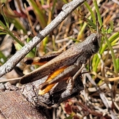 Cryptobothrus chrysophorus (Golden Bandwing) at Gundaroo, NSW - 21 Oct 2023 by trevorpreston